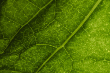 The surface of the leaf