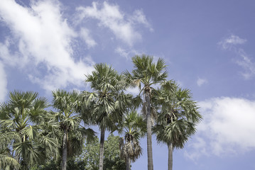 Fototapeta premium Plam trees and blue sky.
