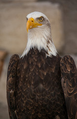 Aigle américain