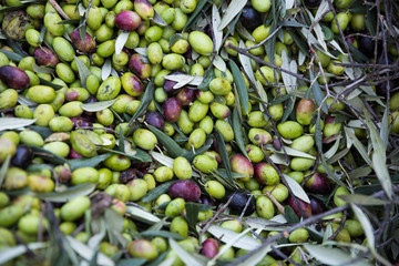 raccolta olive verdi