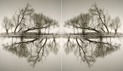 Abstraction from the trunks of trees reflected in water
