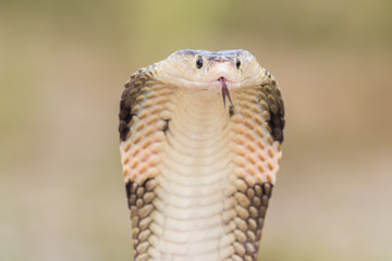 Cobra snake in natural habitats of Thailand