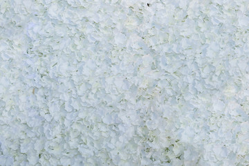 Beautiful white leaf flowers for backgrounf/texture.