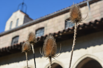Teasel Plants