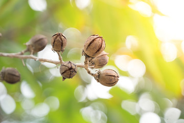 Tree Seeds on the branch
