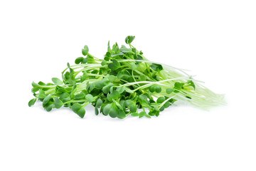 Growing microgreens on white background
