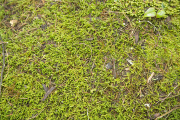 Green moss background texture beautiful in nature