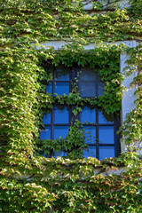 Fototapeta na wymiar windows surrounded by creeping ivy plants