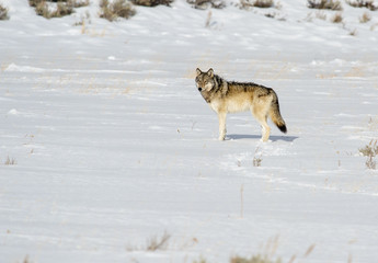 Fototapeta na wymiar Cayote in Snow