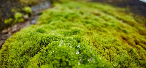 Valley National Park Landmannalaugar. Magnificent Iceland in the August. juicy green Icelandic moss and the creek