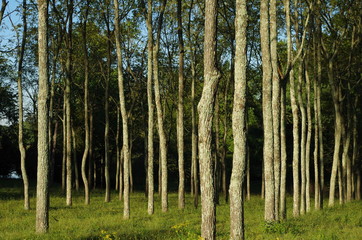 Fototapeta premium Sun on Stand of Trees