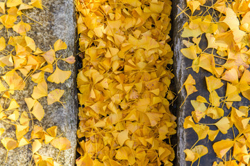 Ginkgo biloba
