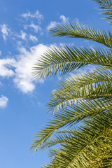 Fototapeta na wymiar The top of palm leaves with puffy cloudy sky.