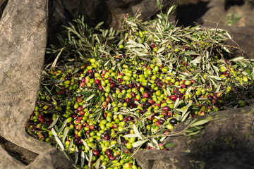 olive verdi raccolta