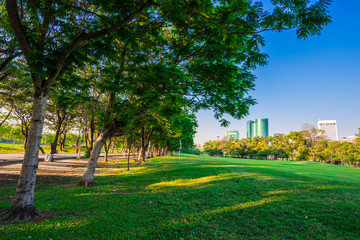Central public park green grass scene