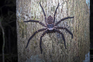 big spider on the trunk forest, Nosy Mangabe, Madagascar