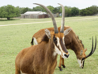 Closeup of a female Sable Antelope