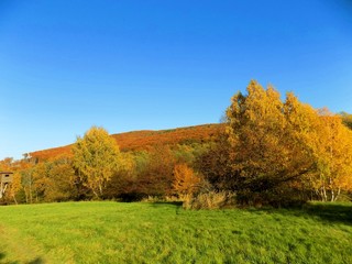 Fototapeta premium Meadow and colorful deciduous forest during autumn