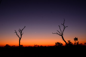 Silhouetted Trees at Sunset, Sabi Sands Game Reserve, South Africa