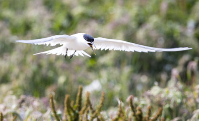 Farne Island Terns