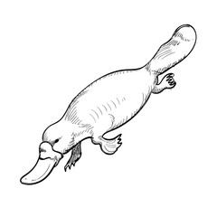 Australian animal Platypus in doodle style. Vector illustration.