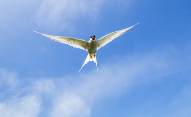 Farne Island Terns