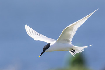 Farne Island Terns