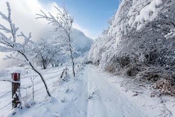 Obraz premium winter