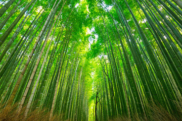 Naklejka premium Arashiyama bamboo forest in Kyoto Japan