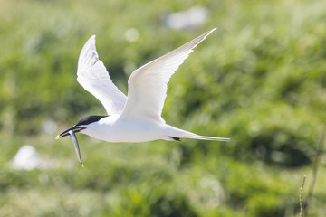 Farne Island Terns