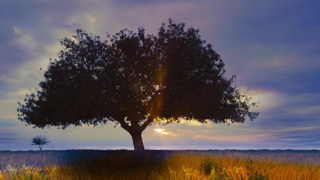 Big tree at sunset loop