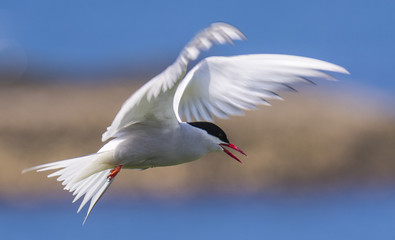 Farne Island Terns