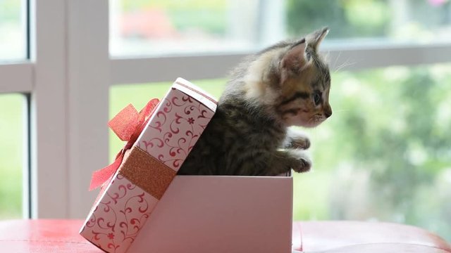 Cute kitten in paper gift box