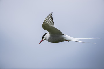 Fototapeta premium Farne Island Terns