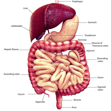 3d illustration digestion system