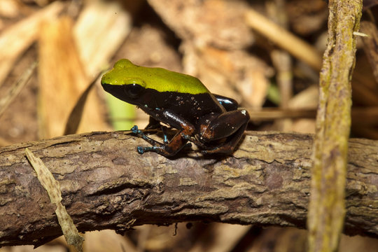 eautiful little frog Climbing Mantella, Mantella laevigata, Nosy Mangabe, Madagascar
