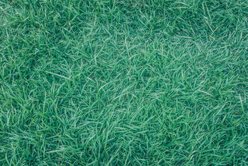 green grass texture