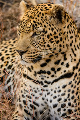 Fototapeta na wymiar MAle Leopard Close Up, Sabi Sands, South Africa
