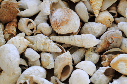 shell fosils texture