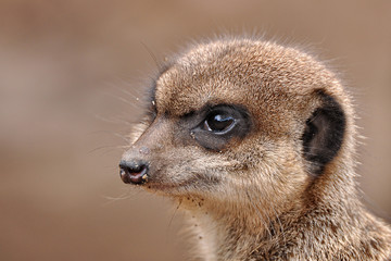 Erdmännchen Portrait