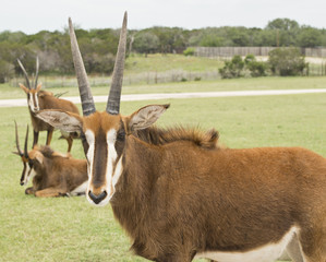 Closeup of a young female Sable Antelope