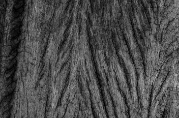 Wooden natural background