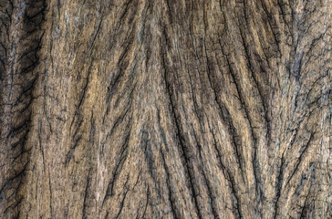Wooden natural background