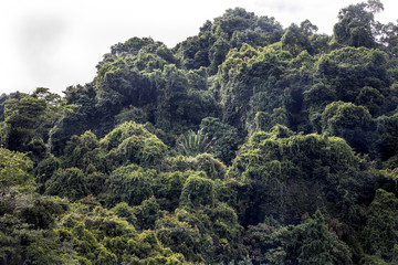 Fototapeta na wymiar original forest, Nosi Mangabe, Madagascar