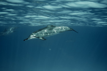 Solo Dolphin