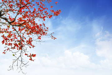 red and orange leaves tree in autumn with cloud and blue sky