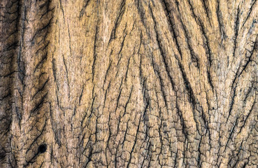 Wooden natural background