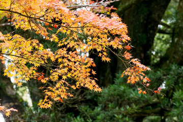 Buttsuuji is a temple famous for colored leaves.