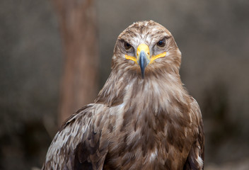 Aigle royal