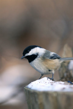 m&eacute;sange &agrave; t&ecirc;te noire